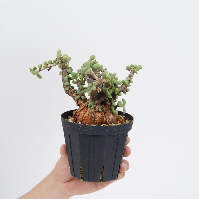 Ceraria pygmaea 【発根済み】〈幹幅6.6cm〉 | QSPLANT