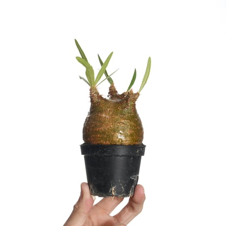 グラキリス ベアルート 現地球 ファイナルラストサマーセール品_2 QSPLANT