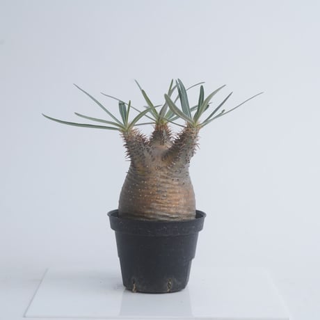 Pachypodium rosulatum var. gracilius   【発根済み】〈幹幅5.9cm〉