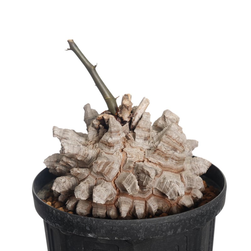 Dioscorea Elephantipes 亀甲竜【発根済み】〈幹幅17.5cm〉 | QS