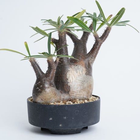Pachypodium rosulatum var. gracilius   【発根済み】〈幹幅11.8cm〉