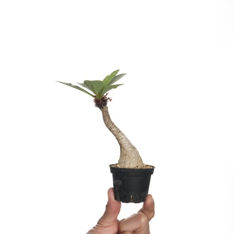 ユーフォルビア　イトレメンシス　現地球 euphorbia itremensis《L size》※現地球株発根済①※極太塊根