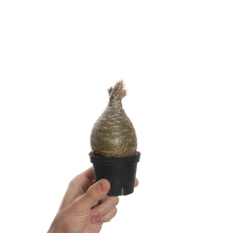 Pachypodium rosulatum var. gracilius   【発根済み】〈幹幅6.7cm〉
