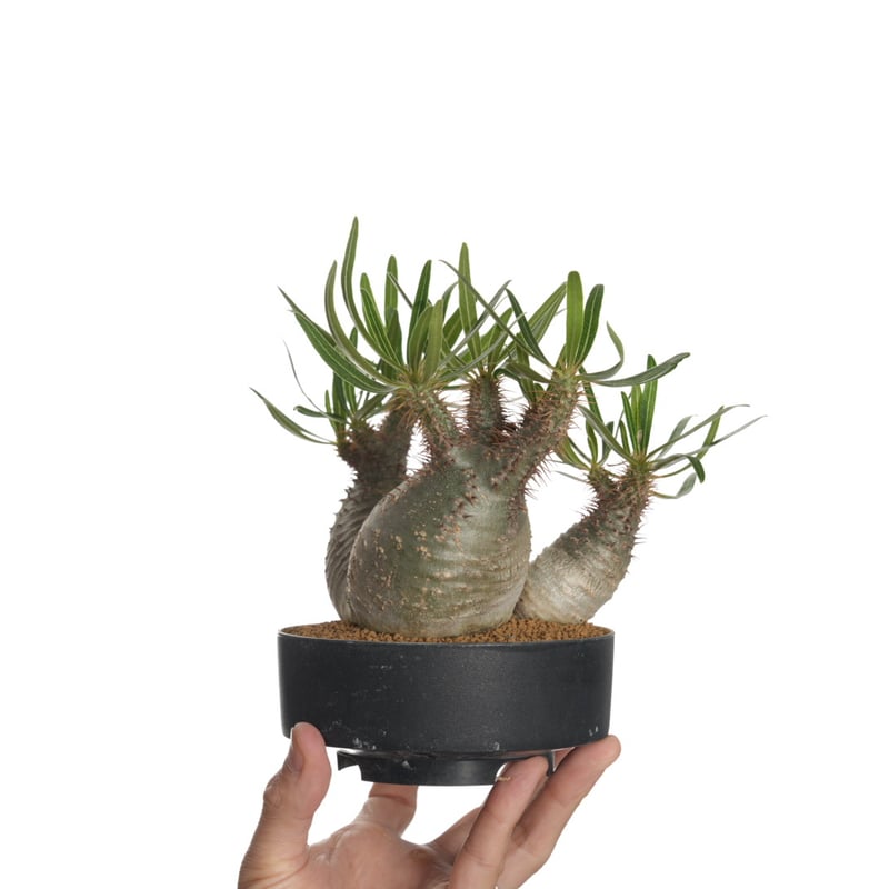 Pachypodium rosulatum var. gracilius 3頭株 Pachypodium rosulatum var. gracilius 3頭株