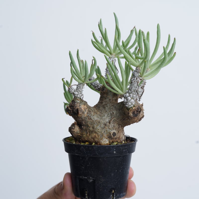 Tylecodon pearsonii 〈幹幅6.2cm〉 | QSPLANT