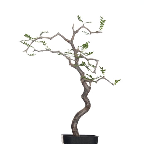 bon 25様　 コミフォラ　フンベルティ　現地球　発根済 F11 発根済 commiphora humbertii コミフォラ フンベルティ – KOMO