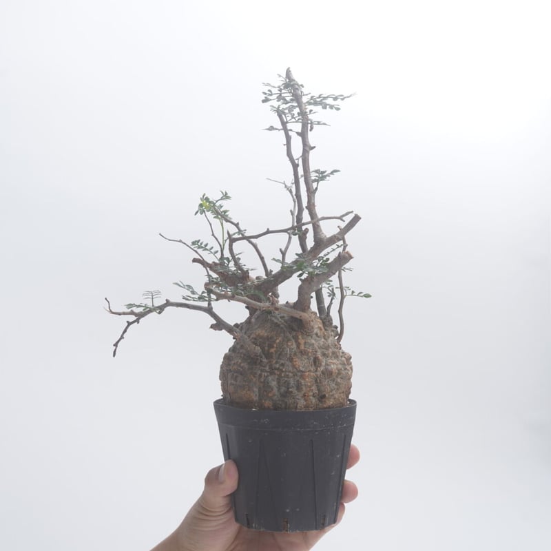 Operculicarya pachypus 【発根済み】〈幹幅9.5cm〉 | QSPLANT