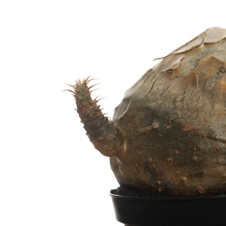 Pachypodium rosulatum var. gracilius   【発根済み】〈幹幅7.5cm〉