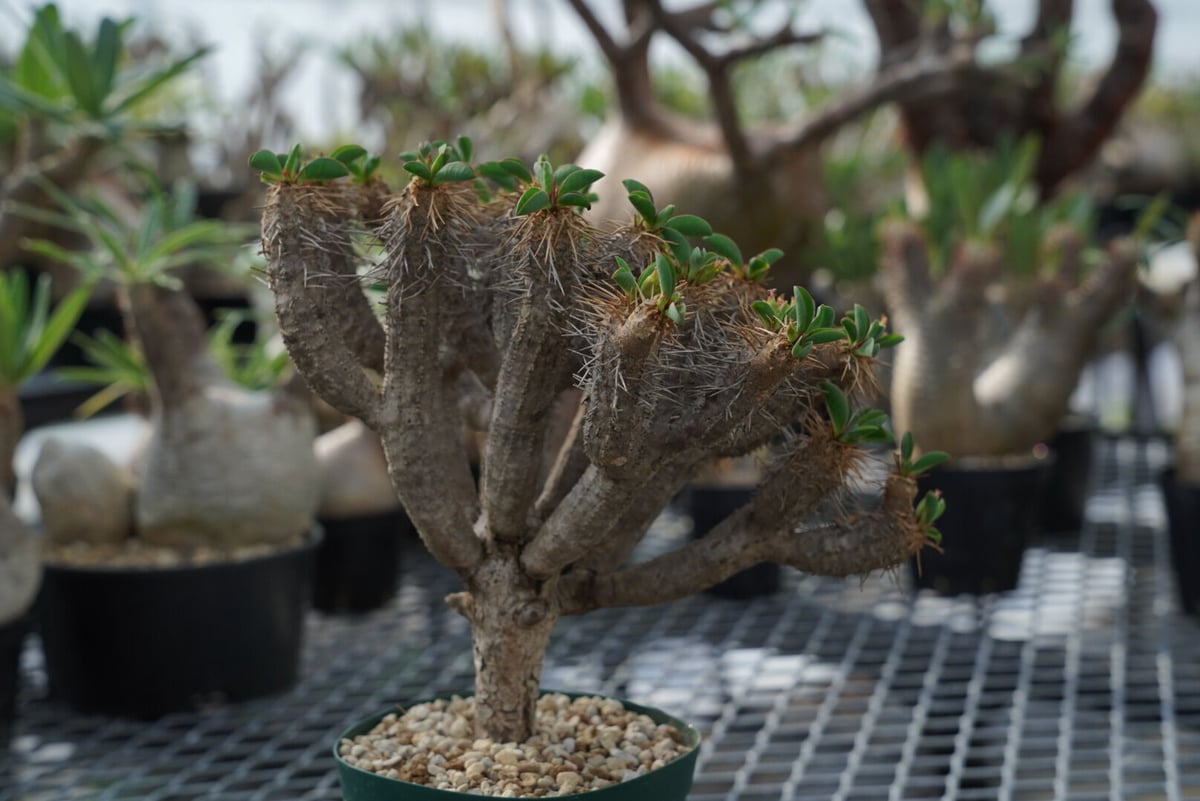 ⭐︎週末価格⭐︎ Euphorbia せまかっ guillauminiana / 船串篤司 