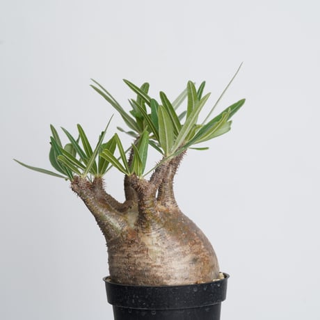 Pachypodium rosulatum var. gracilius   【発根済み】〈幹幅10.4cm〉
