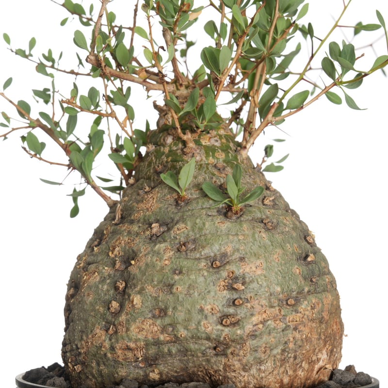 その他観葉植物 Foquieria columnnaris Fouquieria columnaris【発根済み】〈幹幅16.0cm〉 | QSPLANT