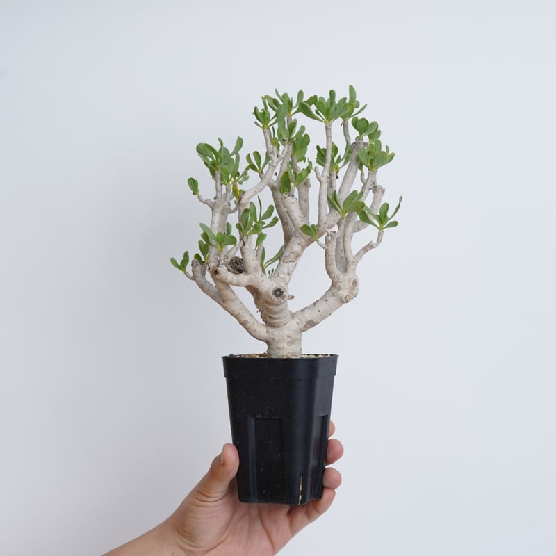 多肉植物 塊根植物オトンナ フルカタ Othonna furcata 冬型 othonna furcata《XL size》大株最高樹形※現地球発根後店主国内