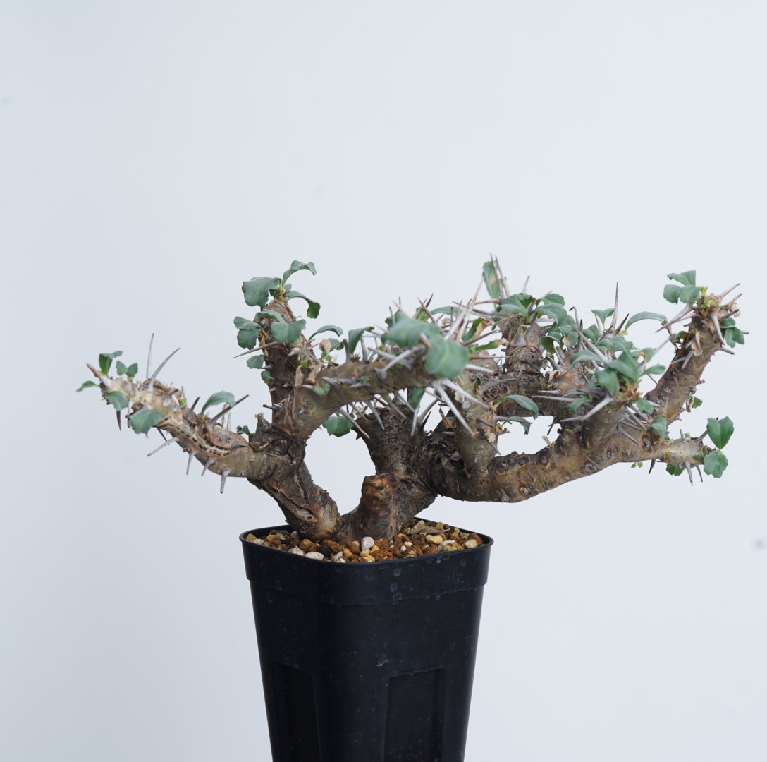 Monsonia crassicaulis【発根済み】〈幹幅4.2cm〉 | QS PLANT 