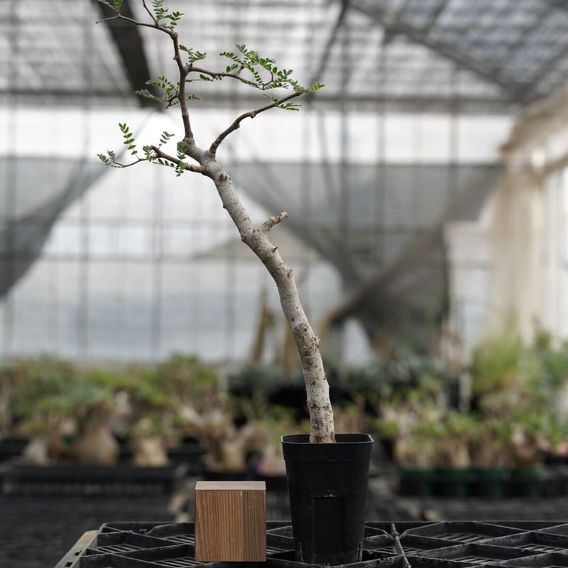 Commiphora monstrosa | QSPLANT