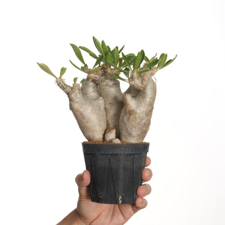 イノピナツム 20粒 ザ・ファームセレクト][送料無料]パキポディウム ：イノピナツム