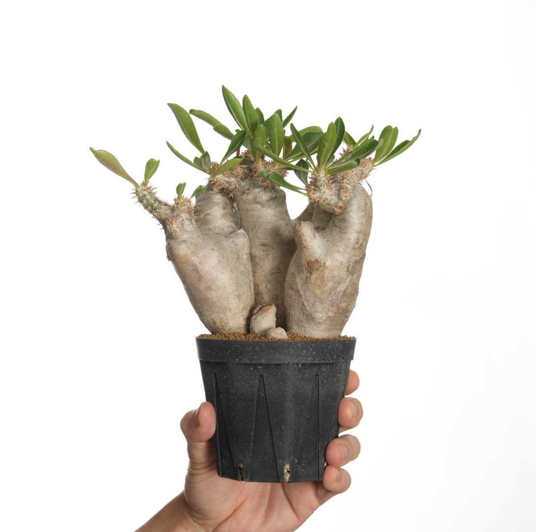 Pachypodium rosulatum var. inopinatum 【発根済み】 〈