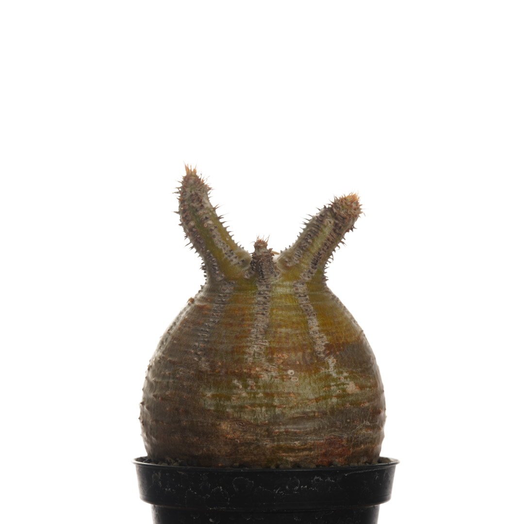 Pachypodium rosulatum var. gracilius 【発根済み】〈幹