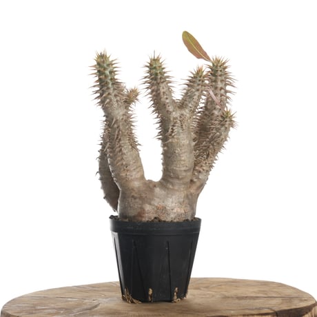 Pachypodium horombense【発根済み】〈幹幅7.8cm〉