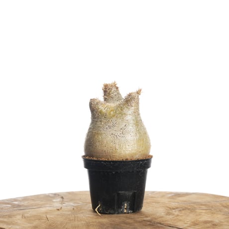 パキポディウムイノピナツム | STORES