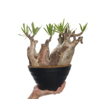 Pachypodium rosulatum var. gracilius   【発根済み】〈草幅27.5cm〉