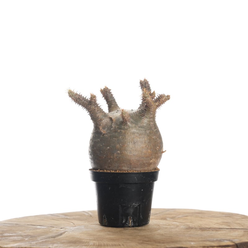 Pachypodium rosulatum var. gracilius 【発根済み】〈幹
