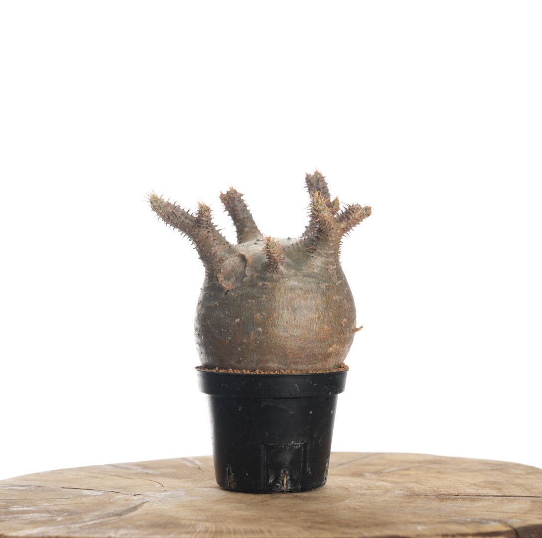Pachypodium rosulatum var. gracilius 【発根済み】〈幹