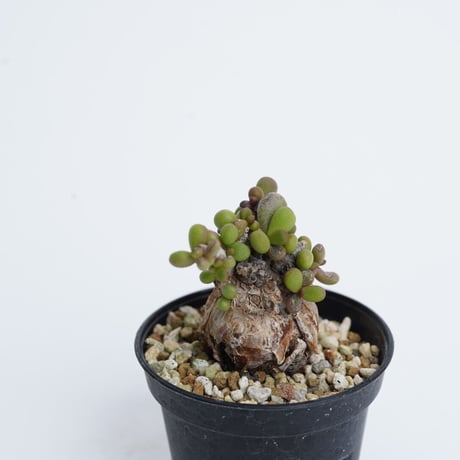 Ceraria pygmaea   【発根済み】〈幹幅3.0cm〉