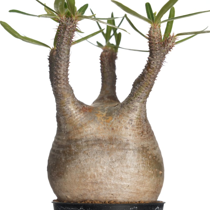 Pachypodium rosulatum var. gracilius 【発根済み】〈幹