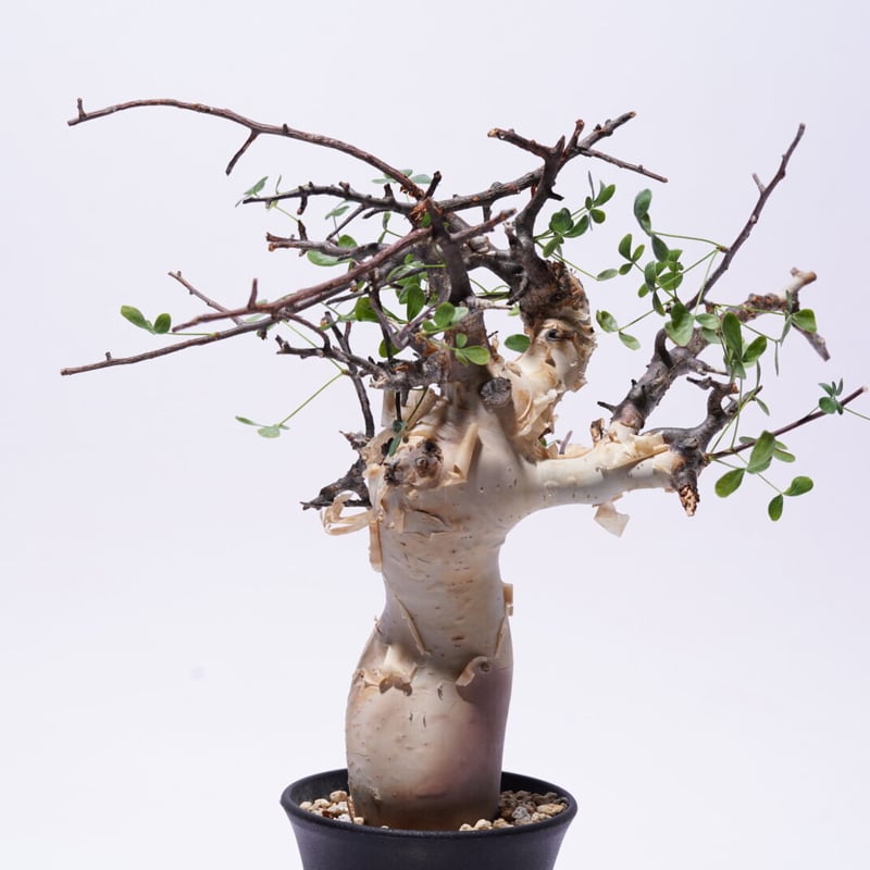 コミュフォラ　カタフ＆valiem コミュフォラ カタフ＆valiem Commiphora kataf コミフォラ