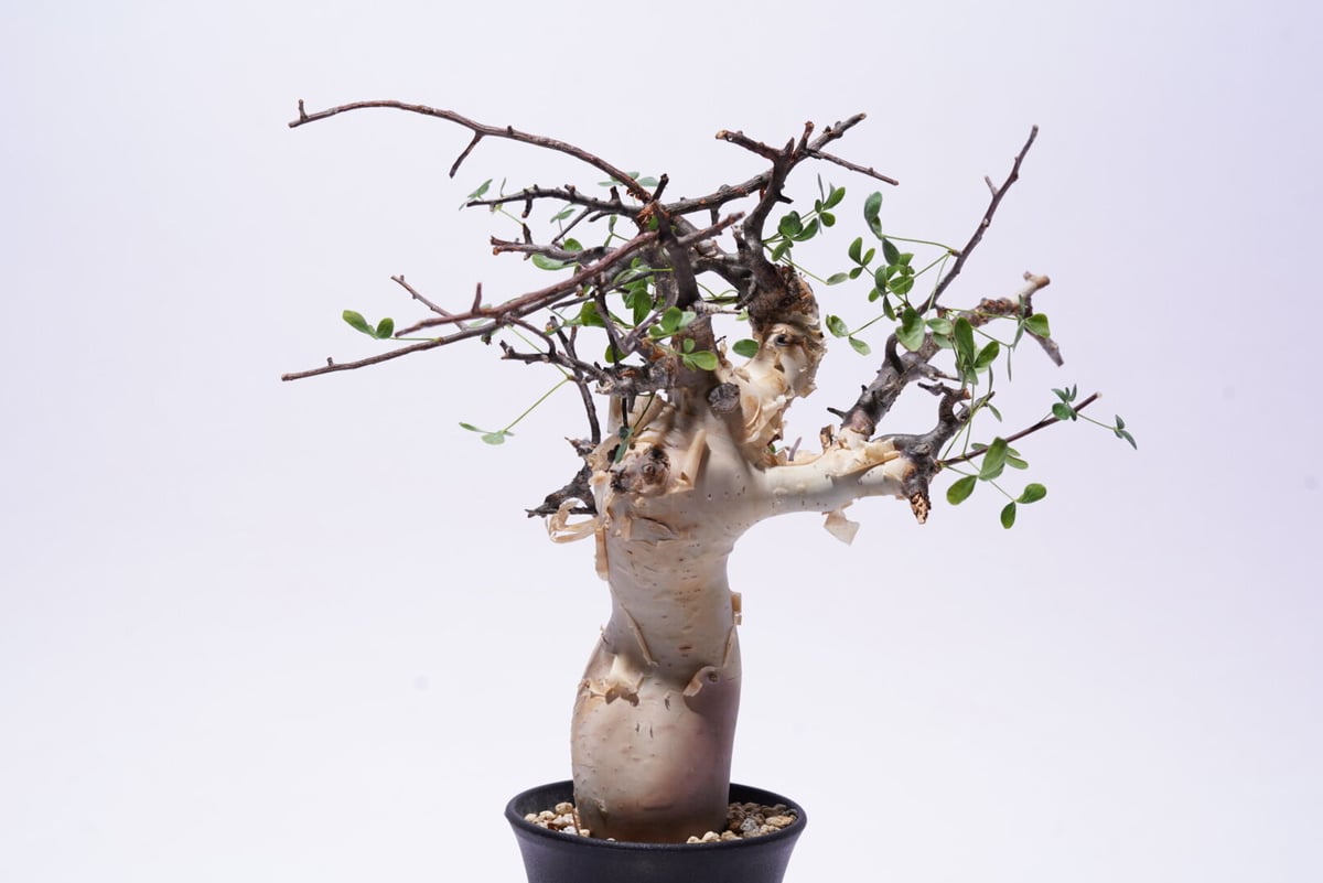 コミフォラ　カタフ　極小サイズ コミフォラ カタフターカネンシス ミニカタフ（極小）希少 | J.P Plants