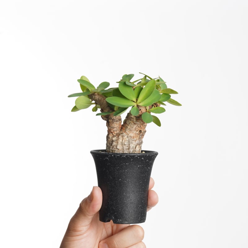 Euphorbia itremensis 【発根済み】〈幹幅3.8cm〉 | QSPLANT
