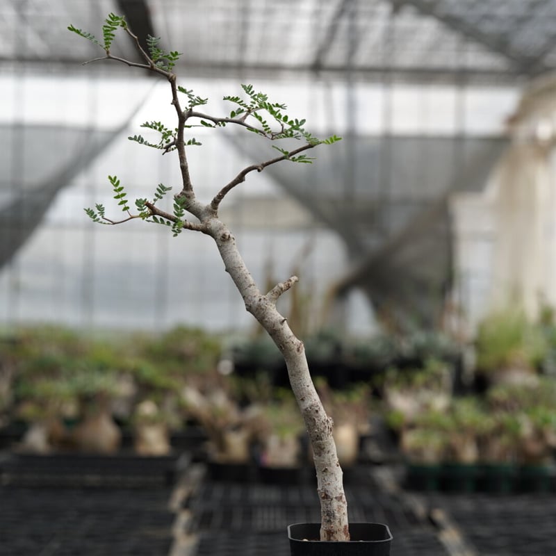 Commiphora monstrosa | QS PLANT