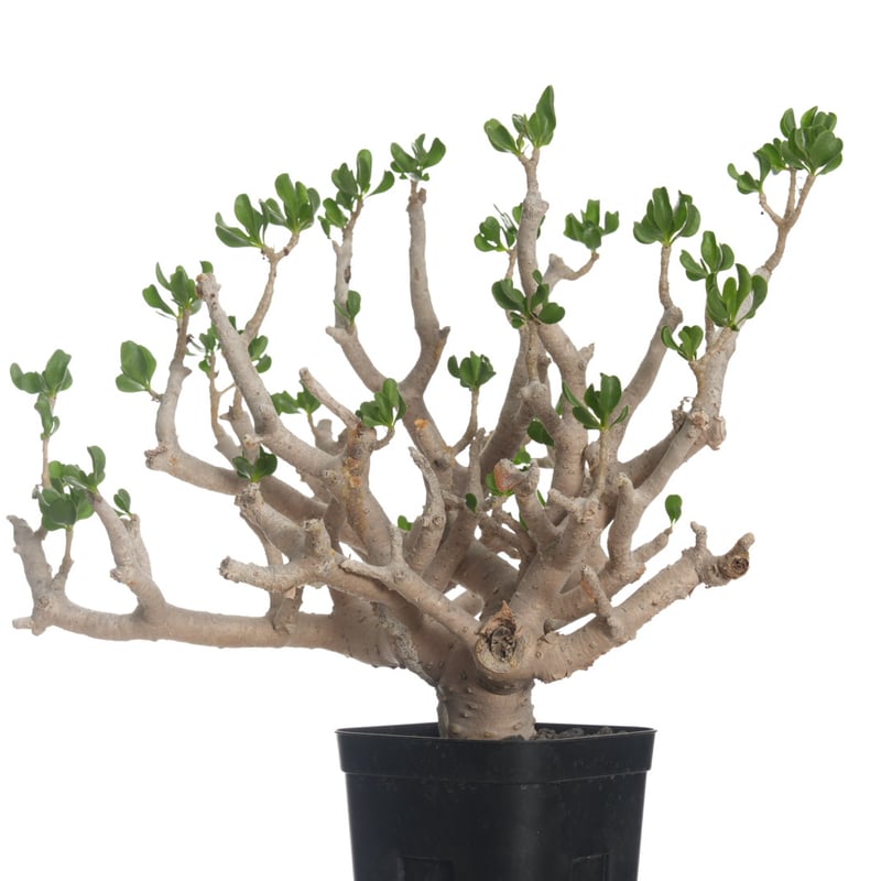 Othonna furcata 【発根済み】〈幹幅3.9cm〉 | QSPLANT