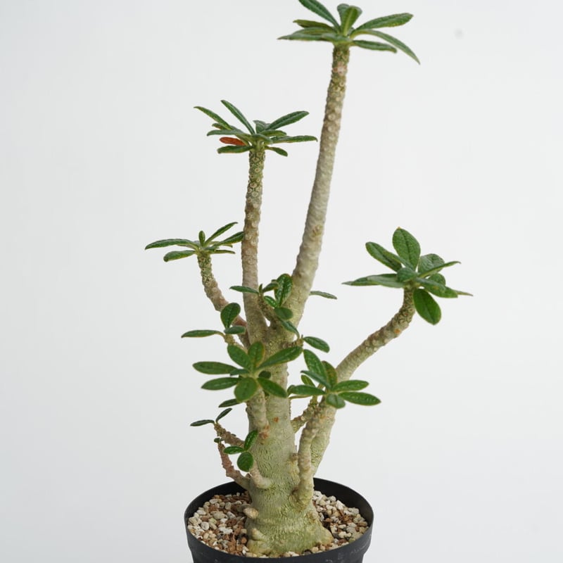 Dorstenia gigas〈幹幅3.3cm〉 | QSPLANT