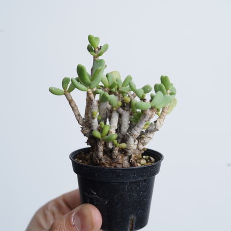 Ceraria pygmaea   【発根済み】