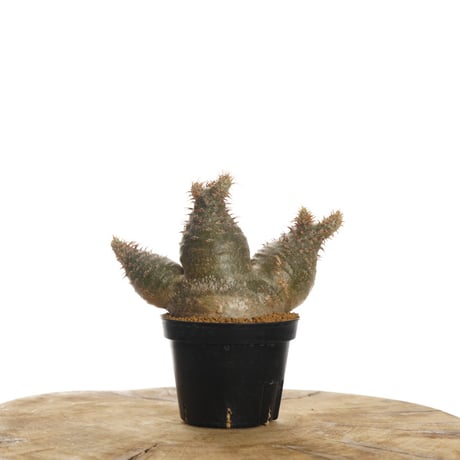 Pachypodium rosulatum var. gracilius   【発根済み】〈草幅8.5cm〉