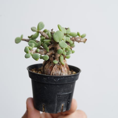 Ceraria pygmaea   【発根済み】〈幹幅3.2cm〉