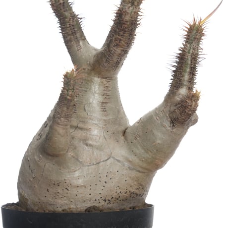 Pachypodium rosulatum var. gracilius   【発根済み】〈幹幅8.0cm〉