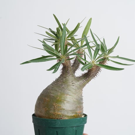 Pachypodium rosulatum var. gracilius   【発根済み】〈幹幅9.3cm〉