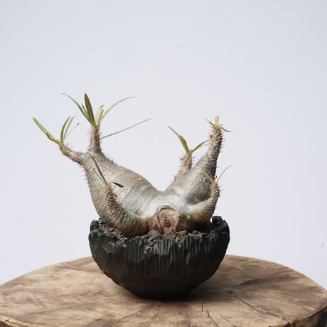 Pachypodium rosulatum var. gracilius   × Tomoharu Nakagawa植木鉢 【発根済み】〈幹幅15.1cm〉
