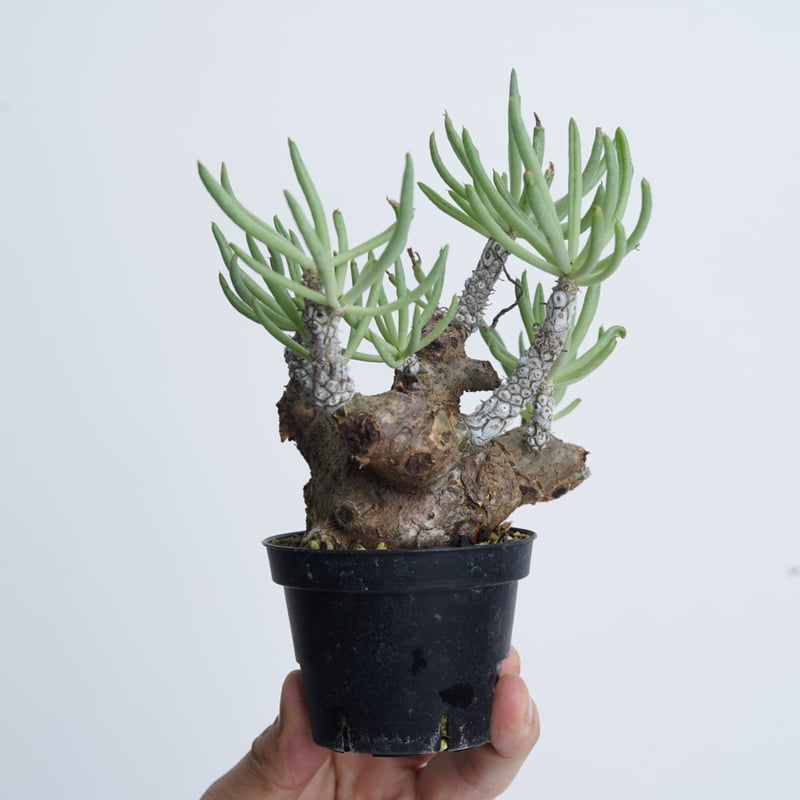 Tylecodon pearsonii 〈幹幅6.2cm〉 | QSPLANT