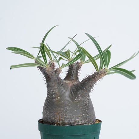 Pachypodium rosulatum var. gracilius   【発根済み】〈幹幅9.6cm〉