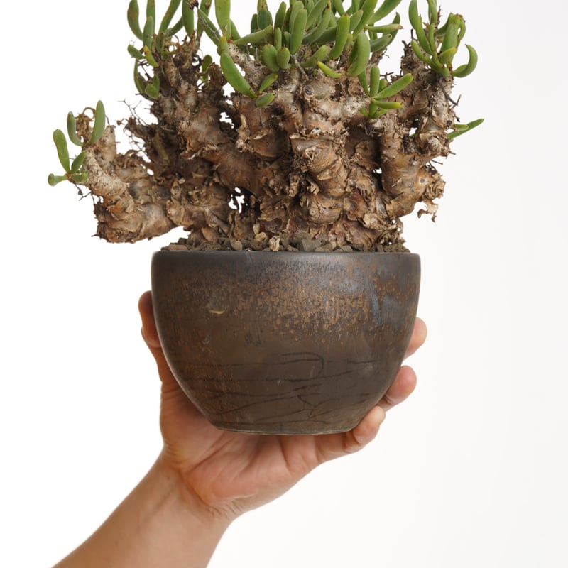 Tylecodon reticulatus 万物想×Tomoharu Nakagawa植木鉢 Tylecodon reticulatus 万物想×Tomoharu Nakagawa植木鉢