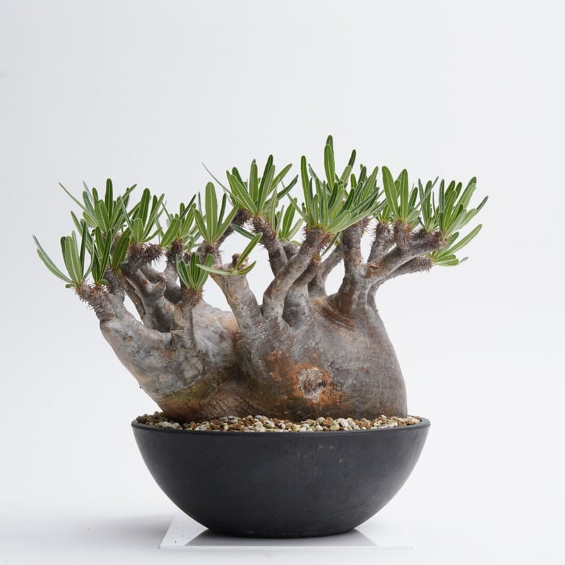 Pachypodium rosulatum var. gracilius 3頭株 isla del pescado - Pachypodium rosulatum var. gracilius-象牙宮