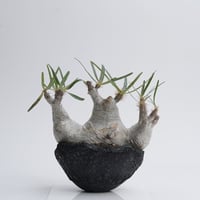 Pachypodium rosulatum var. gracilius × Tomoharu Nakagawa植木鉢   【発根済み】〈幹幅16.4cm〉