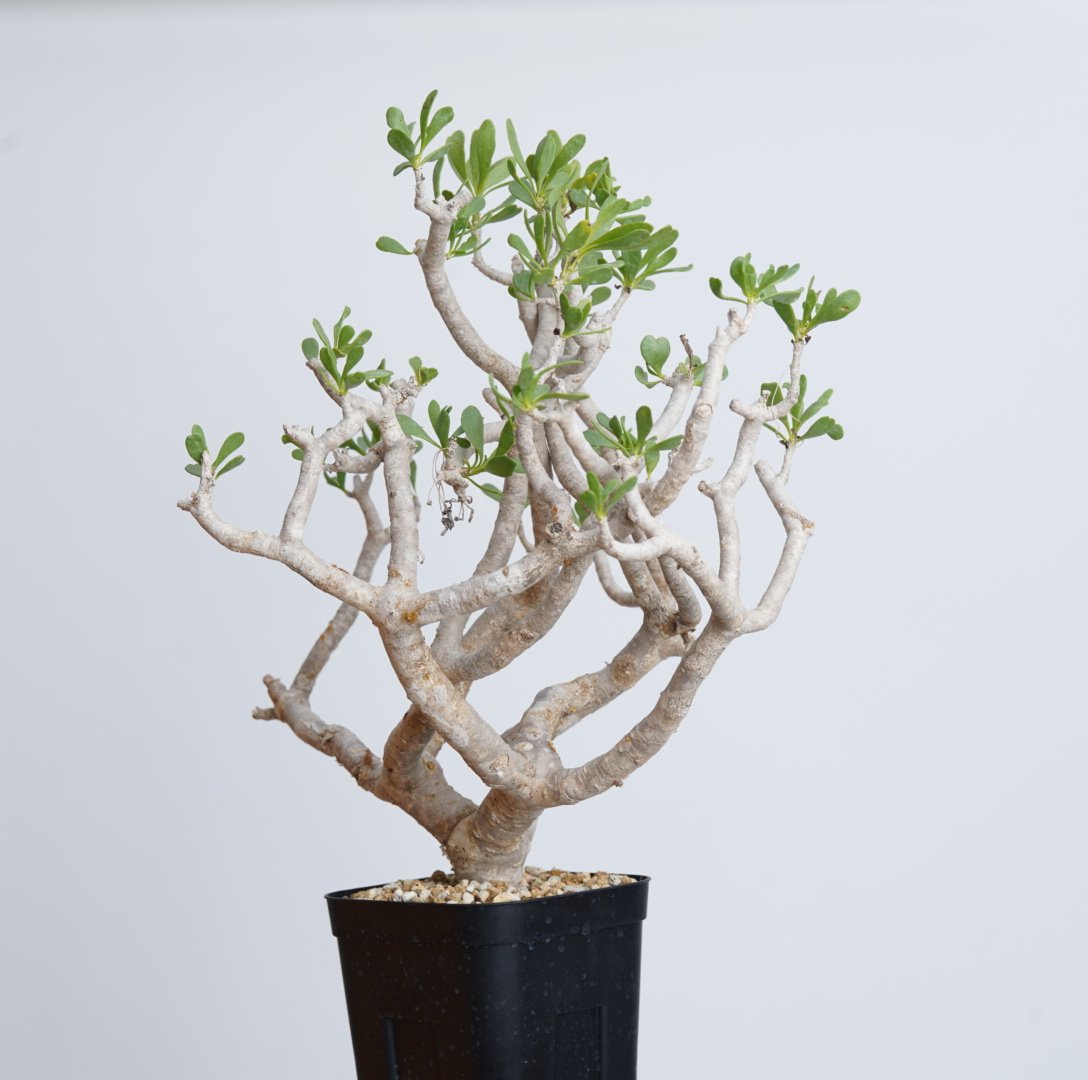 Othonna furcata 【発根済み】〈幹幅2.8cm〉 | QSPLANT