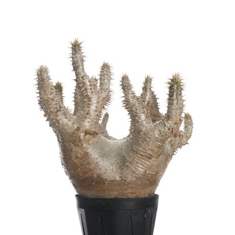 Pachypodium horombense【発根済み】〈幹幅10.8cm〉