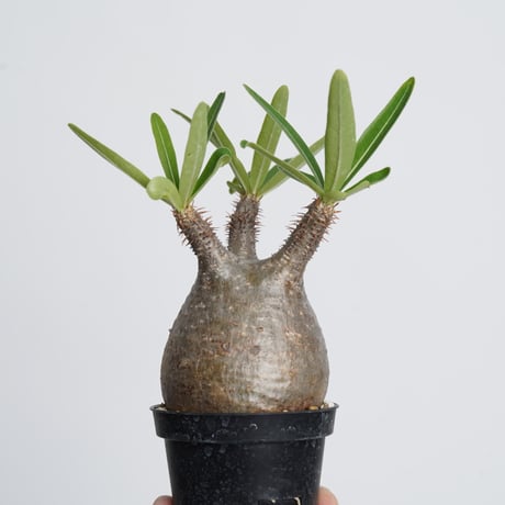 Pachypodium rosulatum var. gracilius   【発根済み】〈幹幅6.8cm〉