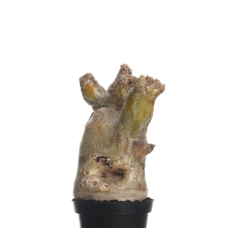 Pachypodium eburneum 【発根済み】〈幹幅9.1cm〉 | QSPLANT