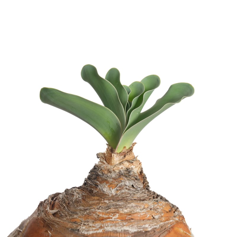 Boophane haemanthoides【発根済み】〈幹幅23.5cm〉 | QSPLANT Boophane haemanthoides【発根済み】〈幹幅23.5cm〉 | QSPLANT